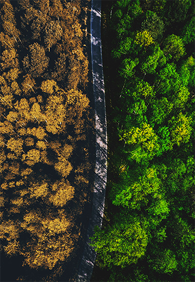 Aerial top view of a road in a green and yellow forest